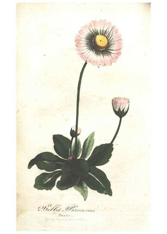 Reproducción/Reproduction 7166338297: The illustrated botany :. New York :J.K. Wellman,1846-1847.