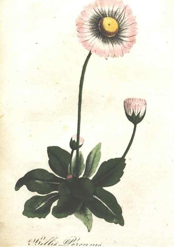 Reproducción/Reproduction 7166338297: The illustrated botany :. New York :J.K. Wellman,1846-1847.