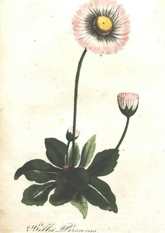 Reproducción/Reproduction 7166338297: The illustrated botany :. New York :J.K. Wellman,1846-1847.