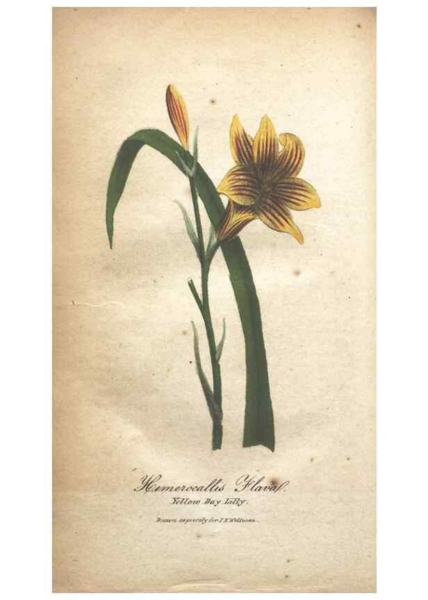 Reproducción/Reproduction 7166347475: The illustrated botany :. New York :J.K. Wellman,1846-1847.