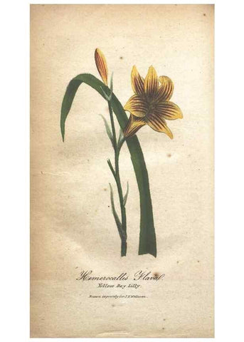 Reproducción/Reproduction 7166347475: The illustrated botany :. New York :J.K. Wellman,1846-1847.