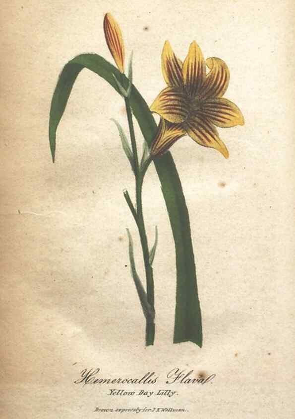 Reproducción/Reproduction 7166347475: The illustrated botany :. New York :J.K. Wellman,1846-1847.
