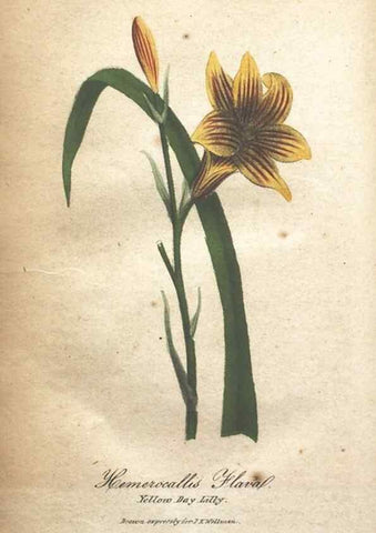 Reproducción/Reproduction 7166347475: The illustrated botany :. New York :J.K. Wellman,1846-1847.