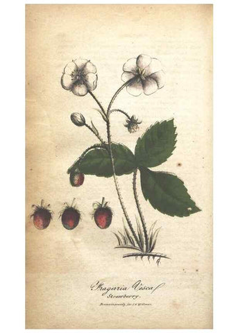 Reproducción/Reproduction 7166349919: The illustrated botany :. New York :J.K. Wellman,1846-1847.