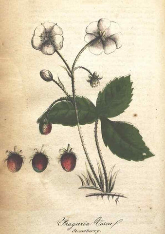 Reproducción/Reproduction 7166349919: The illustrated botany :. New York :J.K. Wellman,1846-1847.