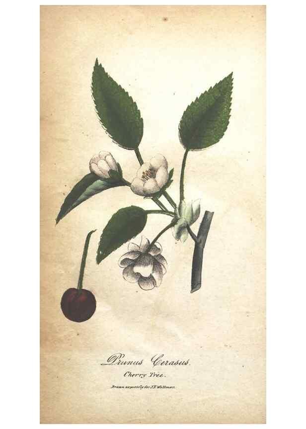 Reproducción/Reproduction 7166350791: The illustrated botany :. New York :J.K. Wellman,1846-1847.