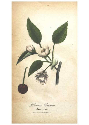Reproducción/Reproduction 7166350791: The illustrated botany :. New York :J.K. Wellman,1846-1847.