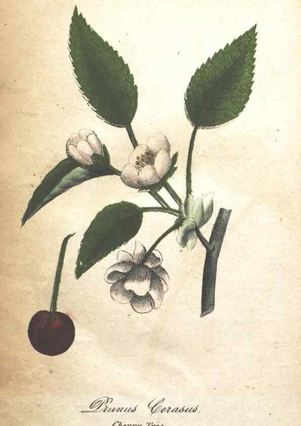 Reproducción/Reproduction 7166350791: The illustrated botany :. New York :J.K. Wellman,1846-1847.