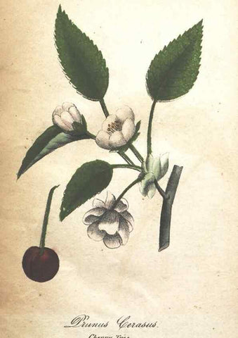 Reproducción/Reproduction 7166350791: The illustrated botany :. New York :J.K. Wellman,1846-1847.