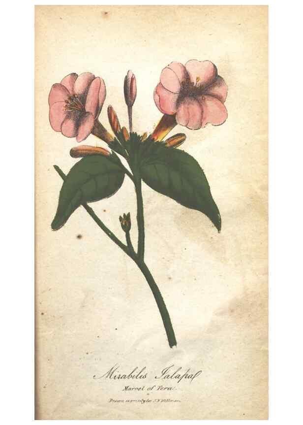 Reproducción/Reproduction 7351561316: The illustrated botany :. New York :J.K. Wellman,1846-1847.