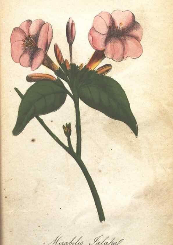 Reproducción/Reproduction 7351561316: The illustrated botany :. New York :J.K. Wellman,1846-1847.