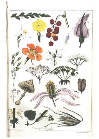 Reproducción/Reproduction 7166352295: The illustrated botany :. New York :J.K. Wellman,1846-1847.