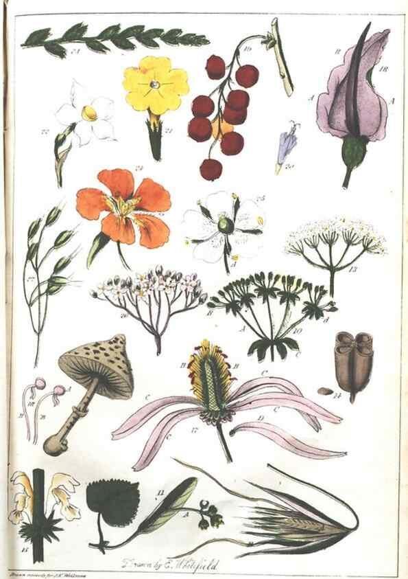 Reproducción/Reproduction 7166352295: The illustrated botany :. New York :J.K. Wellman,1846-1847.
