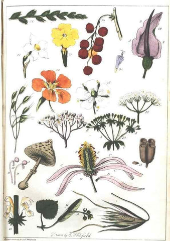 Reproducción/Reproduction 7166352295: The illustrated botany :. New York :J.K. Wellman,1846-1847.