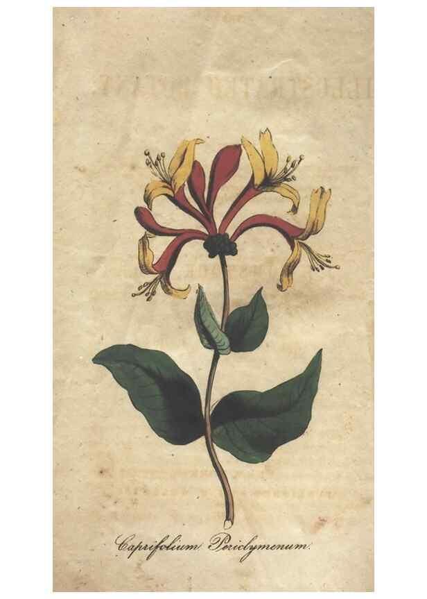 Reproducción/Reproduction 7166386773: The illustrated botany :. New York :J.K. Wellman,1846-1847.