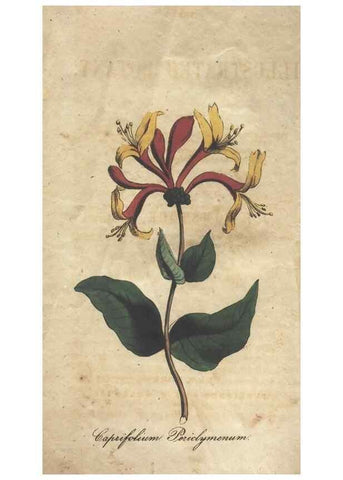 Reproducción/Reproduction 7166386773: The illustrated botany :. New York :J.K. Wellman,1846-1847.