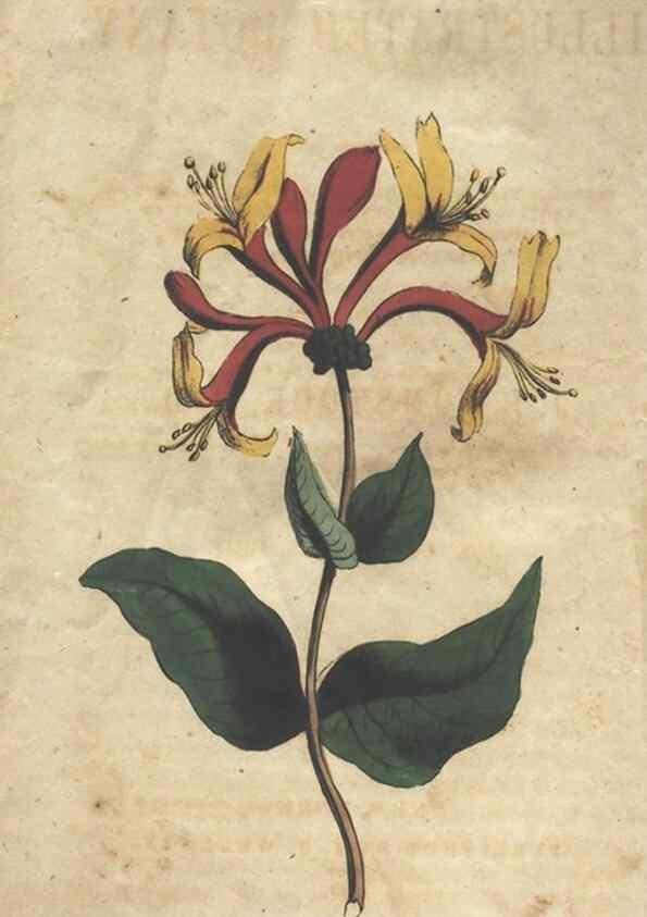 Reproducción/Reproduction 7166386773: The illustrated botany :. New York :J.K. Wellman,1846-1847.
