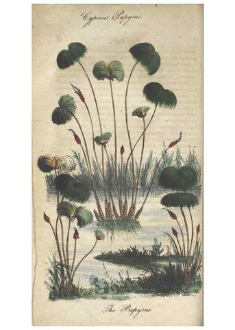 Reproducción/Reproduction 7351599624: The illustrated botany :. New York :J.K. Wellman,1846-1847.