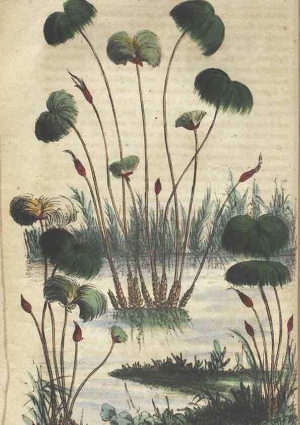 Reproducción/Reproduction 7351599624: The illustrated botany :. New York :J.K. Wellman,1846-1847.