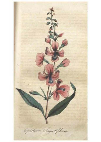 Reproducción/Reproduction 7351600594: The illustrated botany :. New York :J.K. Wellman,1846-1847.
