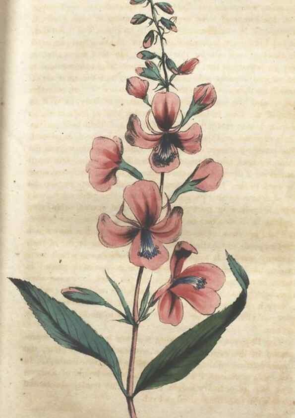 Reproducción/Reproduction 7351600594: The illustrated botany :. New York :J.K. Wellman,1846-1847.