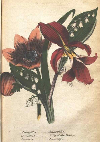 Reproducción/Reproduction 7351558400: The illustrated botany :. New York :J.K. Wellman,1846-1847.