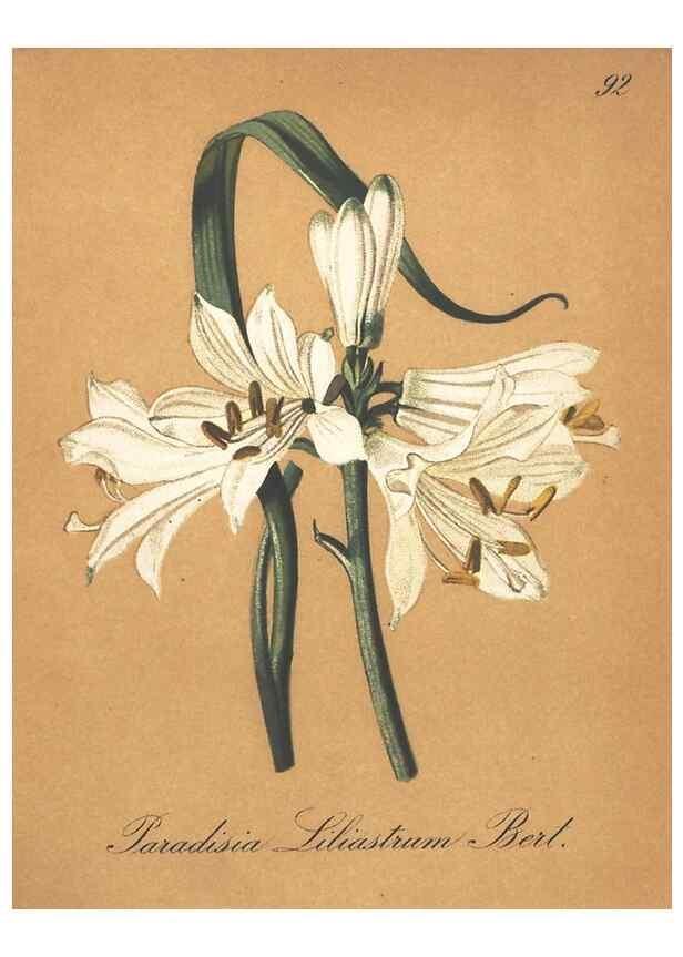 Reproducción/Reproduction 7348882176: Die Alpenpflanzen nach der Natur gemalt /. Prag :F. Tempsky,1879-1884.