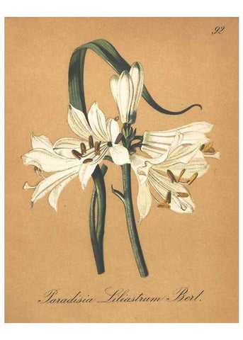 Reproducción/Reproduction 7348882176: Die Alpenpflanzen nach der Natur gemalt /. Prag :F. Tempsky,1879-1884.
