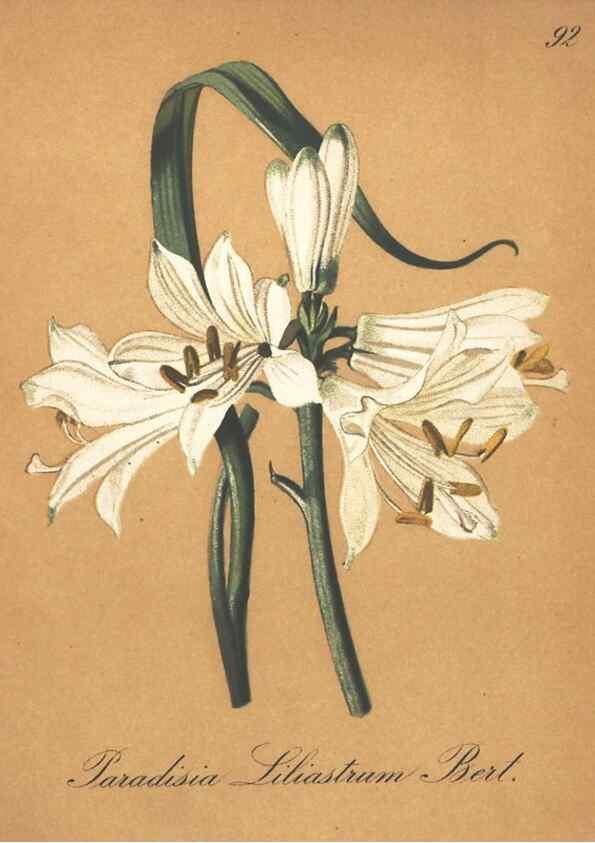 Reproducción/Reproduction 7348882176: Die Alpenpflanzen nach der Natur gemalt /. Prag :F. Tempsky,1879-1884.