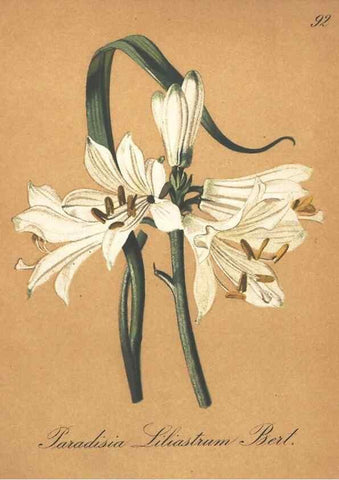 Reproducción/Reproduction 7348882176: Die Alpenpflanzen nach der Natur gemalt /. Prag :F. Tempsky,1879-1884.
