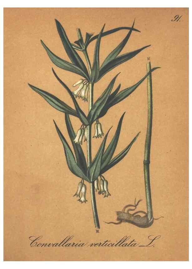 Reproducción/Reproduction 7163670591: Die Alpenpflanzen nach der Natur gemalt /. Prag :F. Tempsky,1879-1884.