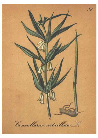 Reproducción/Reproduction 7163670591: Die Alpenpflanzen nach der Natur gemalt /. Prag :F. Tempsky,1879-1884.
