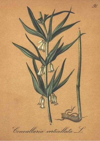 Reproducción/Reproduction 7163670591: Die Alpenpflanzen nach der Natur gemalt /. Prag :F. Tempsky,1879-1884.