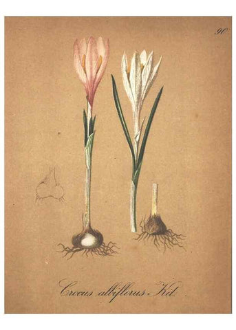 Reproducción/Reproduction 7163669823: Die Alpenpflanzen nach der Natur gemalt /. Prag :F. Tempsky,1879-1884.
