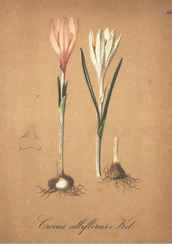Reproducción/Reproduction 7163669823: Die Alpenpflanzen nach der Natur gemalt /. Prag :F. Tempsky,1879-1884.