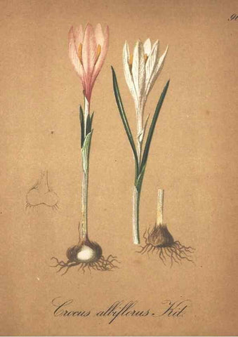 Reproducción/Reproduction 7163669823: Die Alpenpflanzen nach der Natur gemalt /. Prag :F. Tempsky,1879-1884.