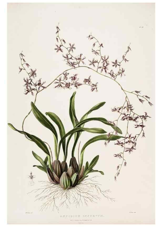 Reproducción/Reproduction 7160280197: The Orchidaceae of Mexico and Guatemala.. London :Ridgway,[1837-1843]