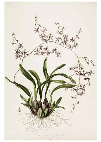 Reproducción/Reproduction 7160280197: The Orchidaceae of Mexico and Guatemala.. London :Ridgway,[1837-1843]