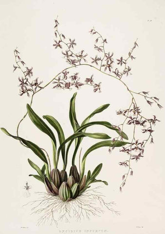 Reproducción/Reproduction 7160280197: The Orchidaceae of Mexico and Guatemala.. London :Ridgway,[1837-1843]