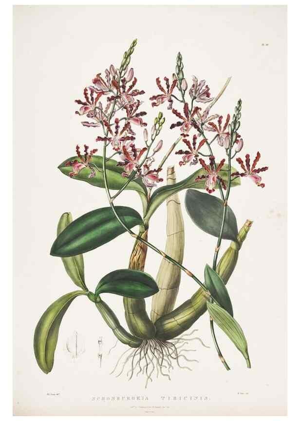 Reproducción/Reproduction 7345491094: The Orchidaceae of Mexico and Guatemala.. London :Ridgway,[1837-1843]