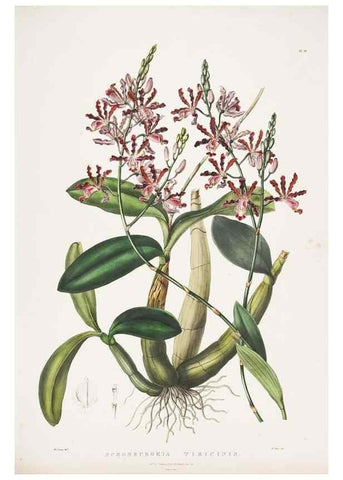 Reproducción/Reproduction 7345491094: The Orchidaceae of Mexico and Guatemala.. London :Ridgway,[1837-1843]