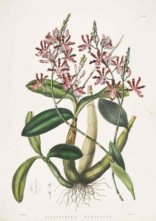 Reproducción/Reproduction 7345491094: The Orchidaceae of Mexico and Guatemala.. London :Ridgway,[1837-1843]