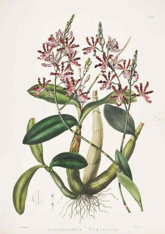 Reproducción/Reproduction 7345491094: The Orchidaceae of Mexico and Guatemala.. London :Ridgway,[1837-1843]