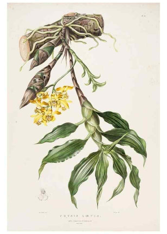 Reproducción/Reproduction 7345493992: The Orchidaceae of Mexico and Guatemala.. London :Ridgway,[1837-1843]