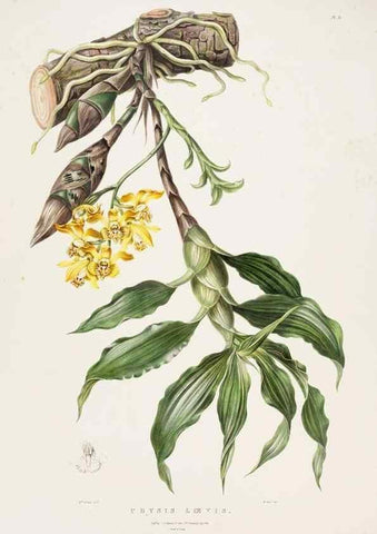Reproducción/Reproduction 7345493992: The Orchidaceae of Mexico and Guatemala.. London :Ridgway,[1837-1843]