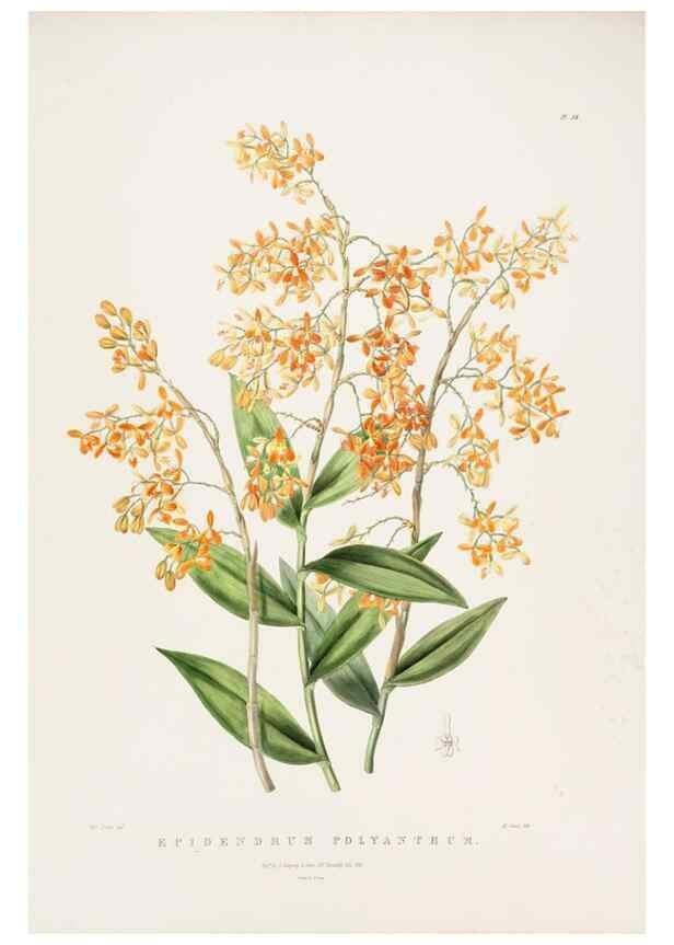 Reproducción/Reproduction 7160292907: The Orchidaceae of Mexico and Guatemala.. London :Ridgway,[1837-1843]