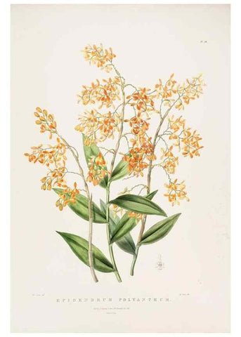 Reproducción/Reproduction 7160292907: The Orchidaceae of Mexico and Guatemala.. London :Ridgway,[1837-1843]