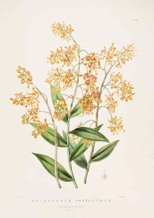 Reproducción/Reproduction 7160292907: The Orchidaceae of Mexico and Guatemala.. London :Ridgway,[1837-1843]