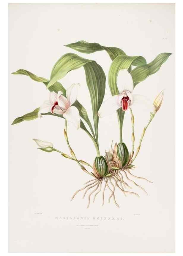 Reproducción/Reproduction 7160293925: The Orchidaceae of Mexico and Guatemala.. London :Ridgway,[1837-1843]