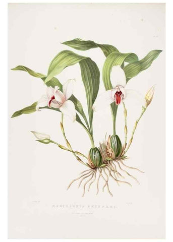 Reproducción/Reproduction 7160293925: The Orchidaceae of Mexico and Guatemala.. London :Ridgway,[1837-1843]